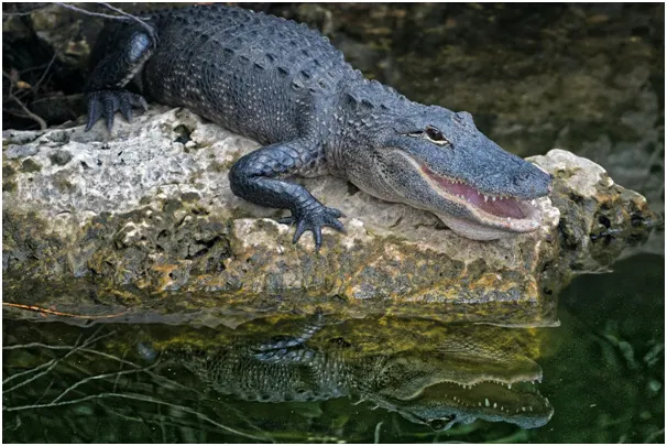 Crocodile emerging from the aquatic region