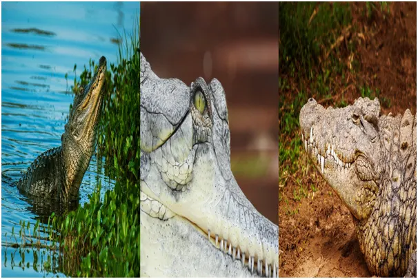 Difference between Alligator, Gharial, and Crocodile