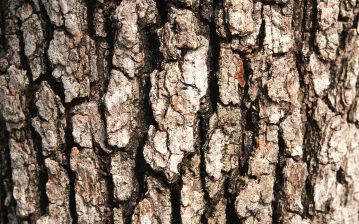 A Bark of an Oak Tree