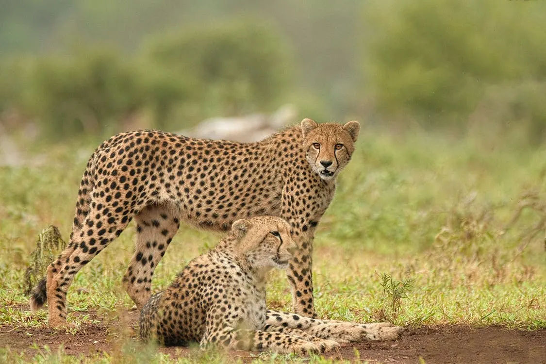 Cheetah Lying on Grass