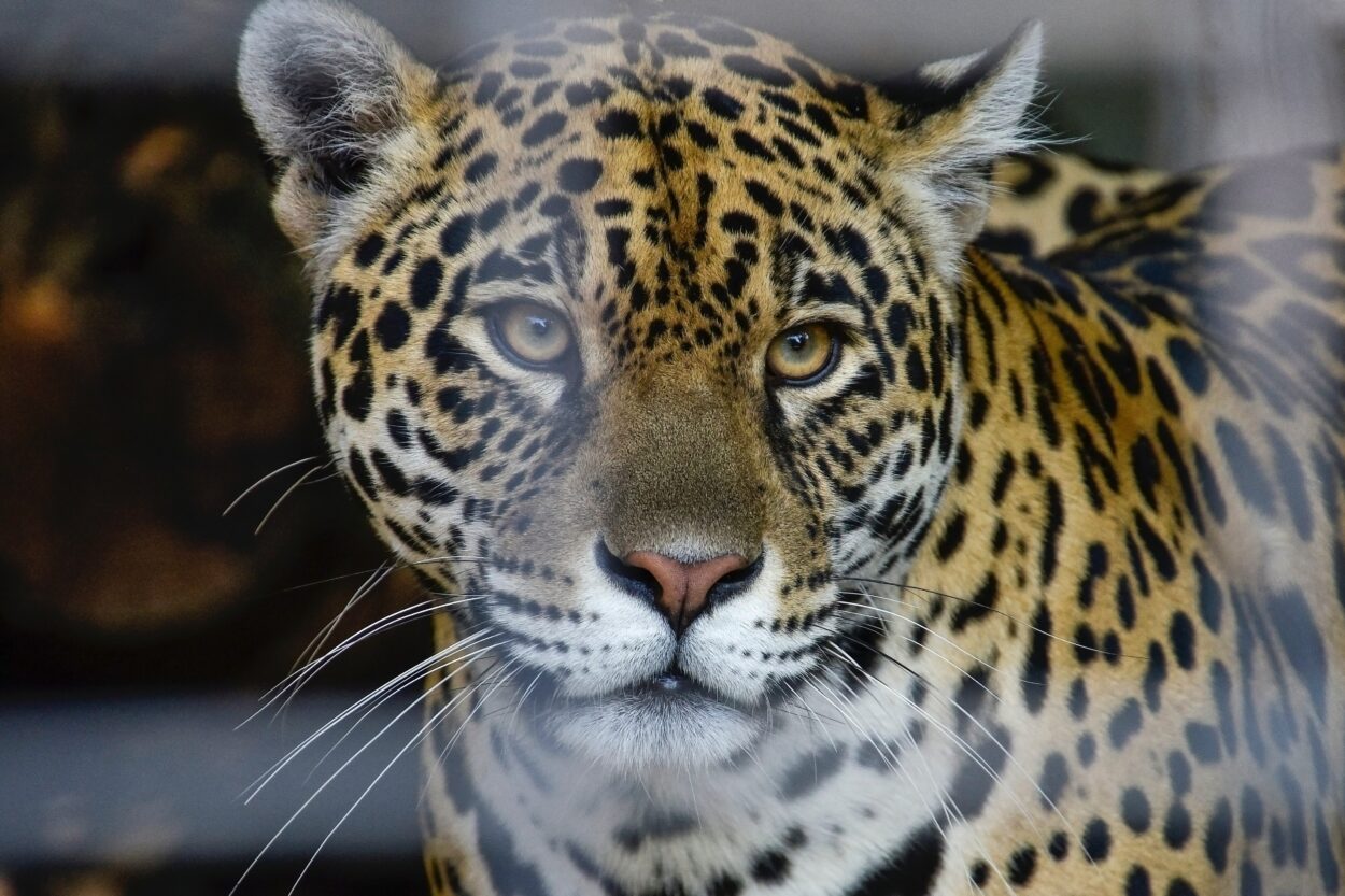 Panthera Onca

