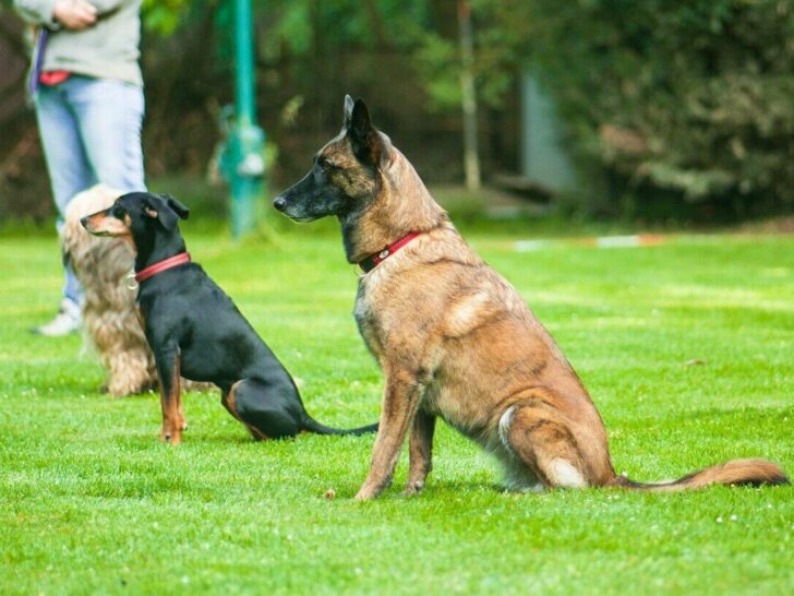 An image of dogs sitting waiting for command.