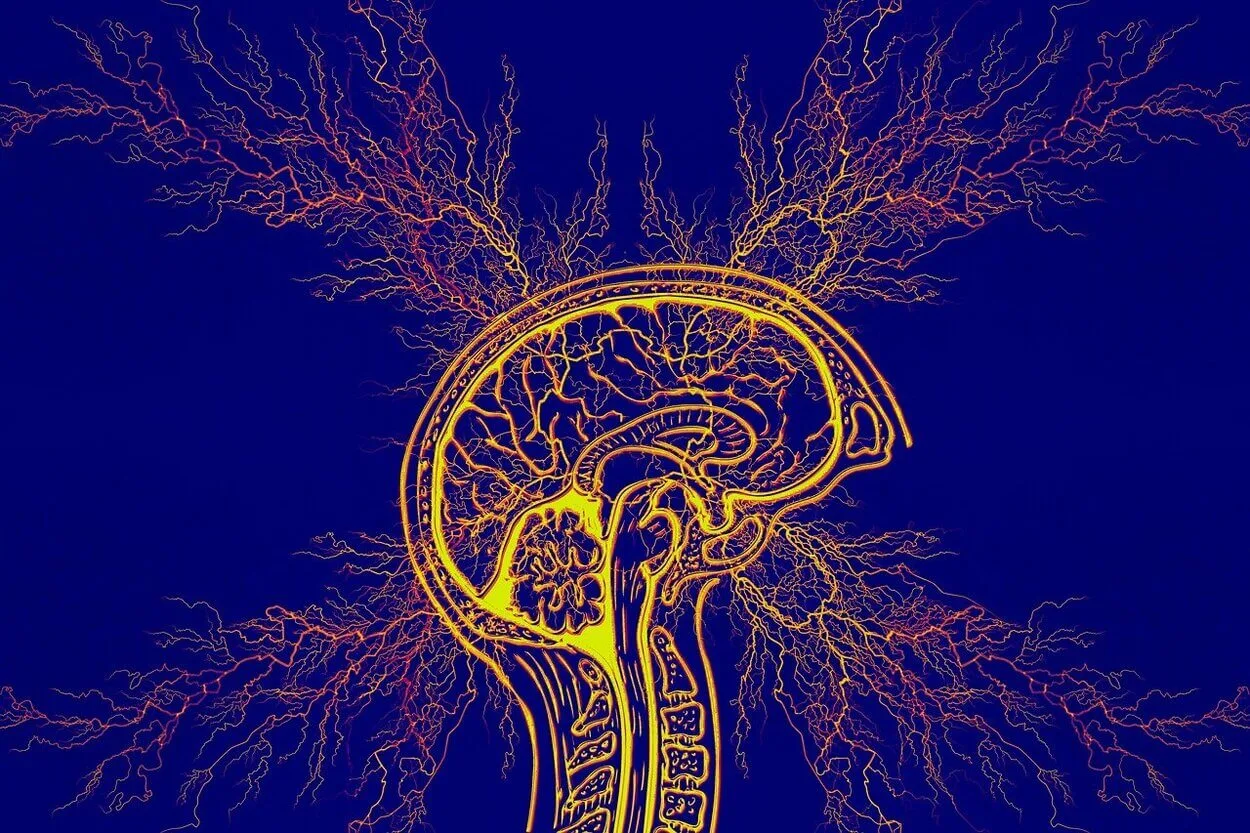 An imagery of brain along with its neurons.