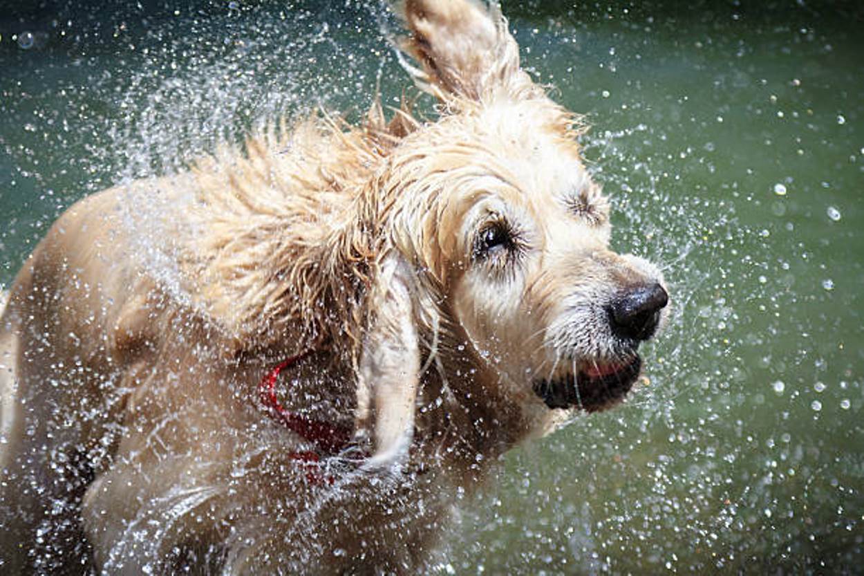 The instinct of a dog shaking after it gets wet