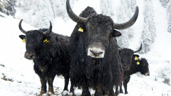 What Is The Difference Between Cattle, Bison, Buffalo, And Yak? (In-Depth)  – All The Differences
