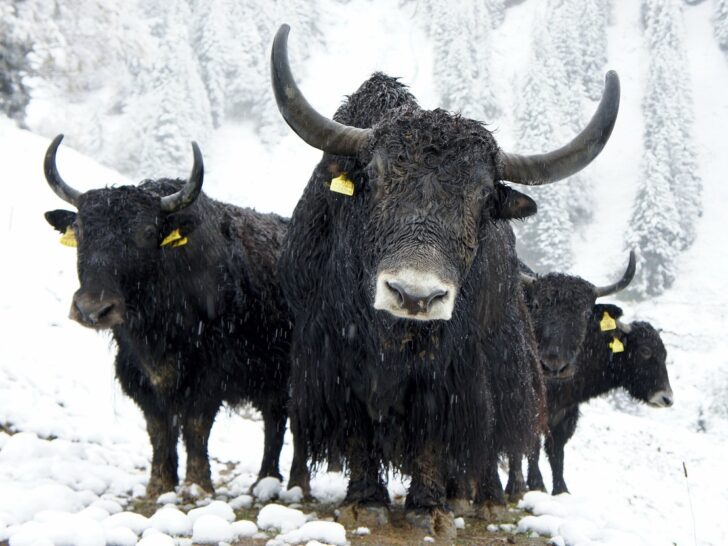 What Is The Difference Between Cattle, Bison, Buffalo, And Yak? (In-Depth)