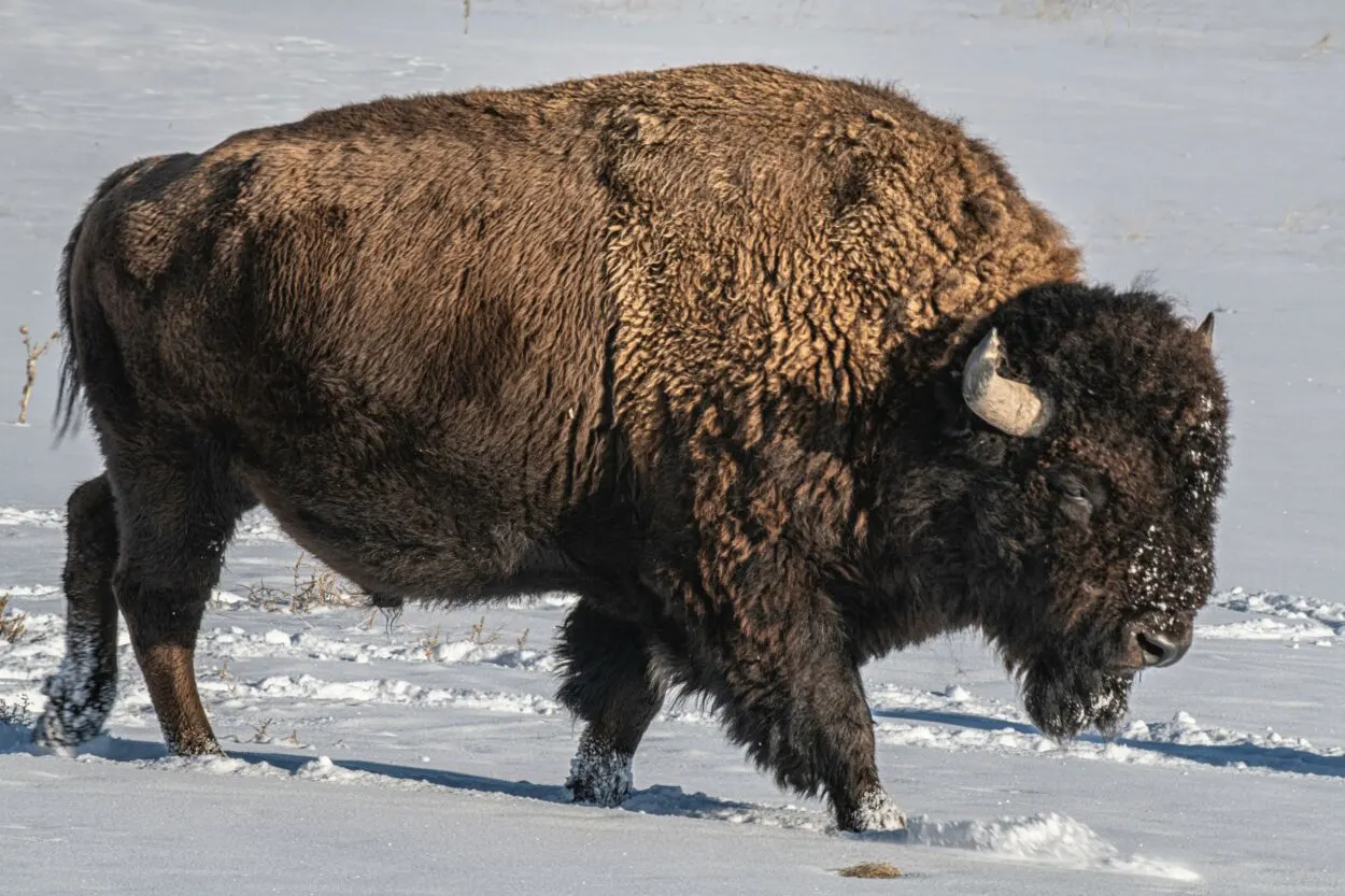 Is Bison a Cow Or Buffalo?