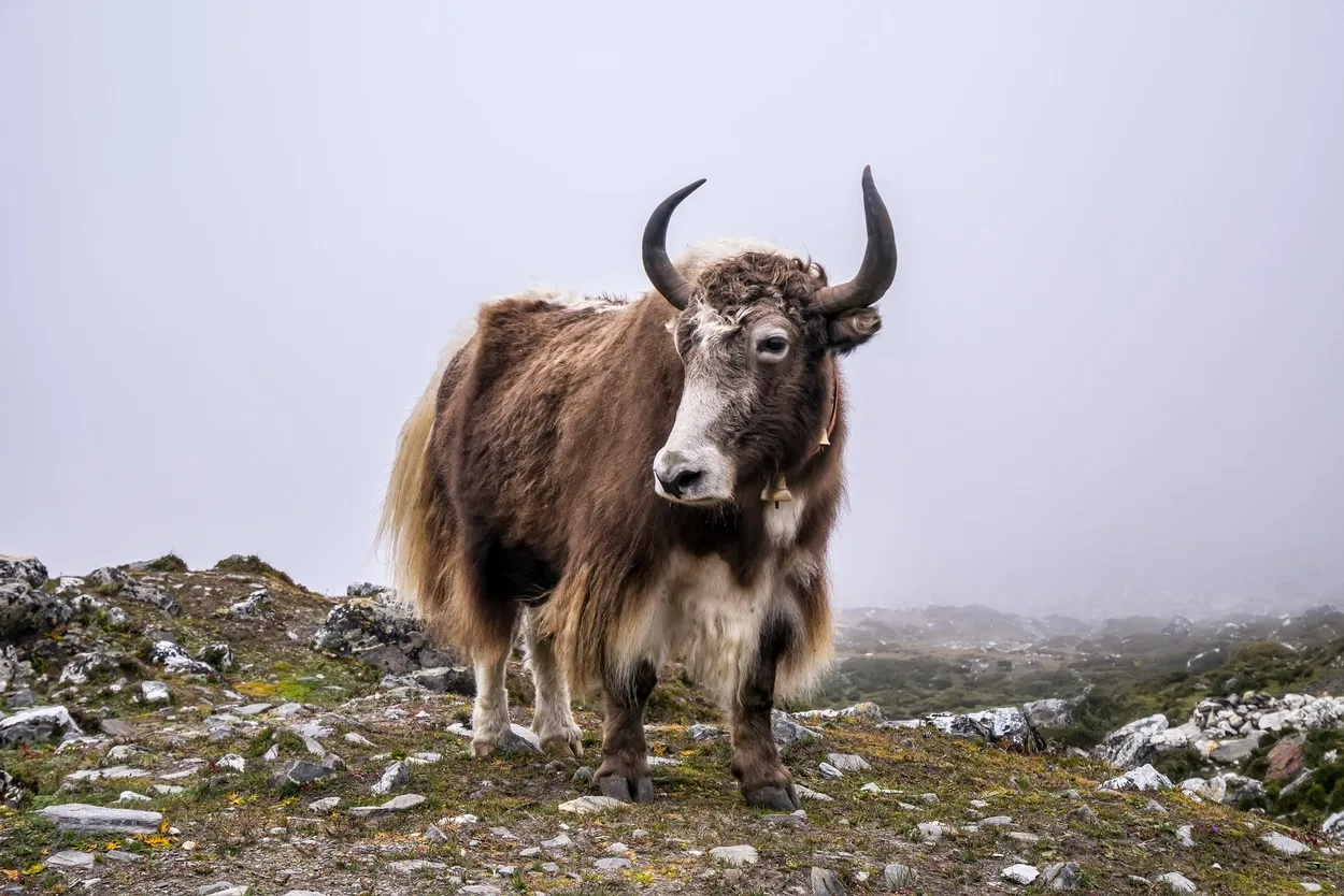 What kind of animal is Yak?