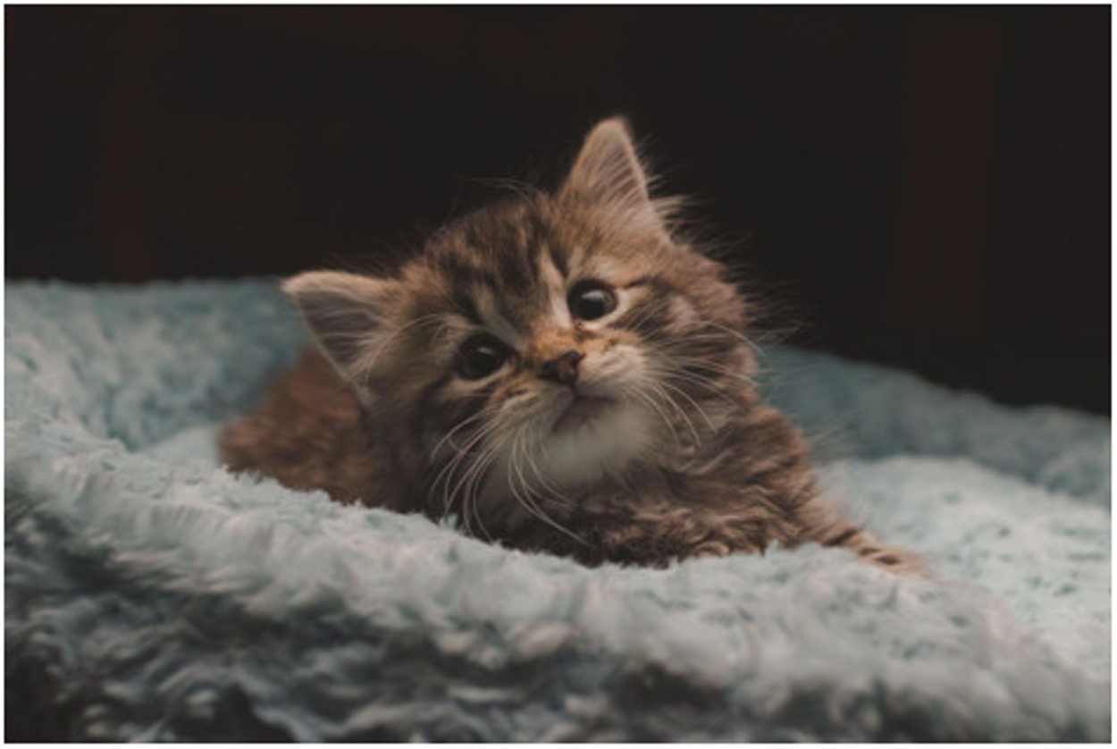 A month old kitten 