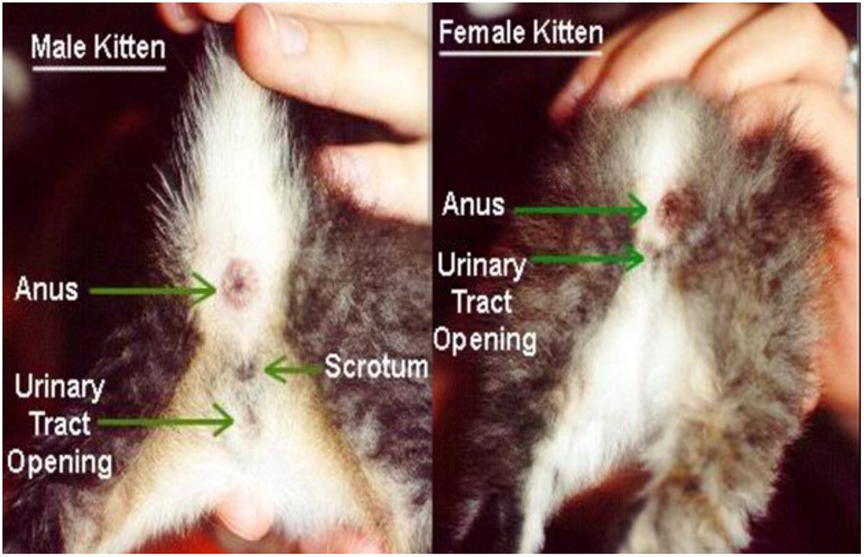 Female and Male Kitten Genitals Representation
