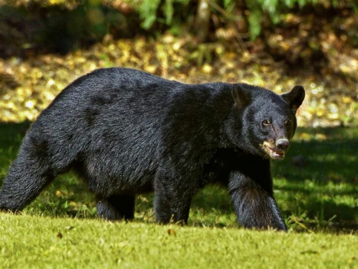 An image of a black bear.