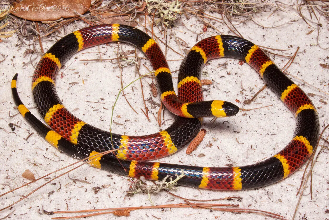 An image of a coral snake.