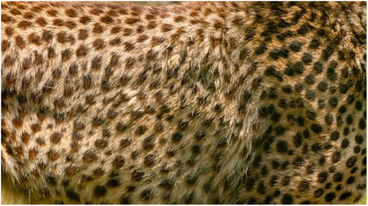 Cheetah has Black Spots on their Body