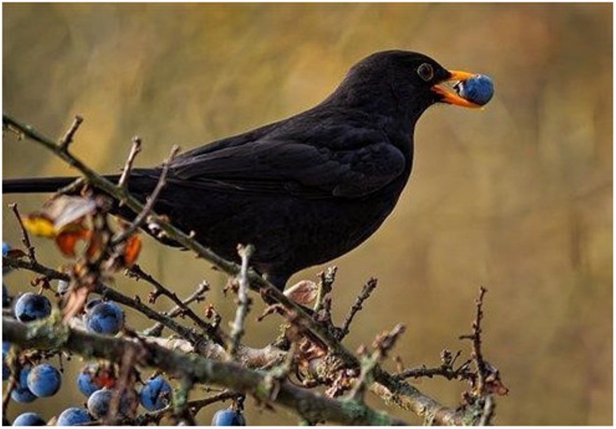 A blackbird is eating berry