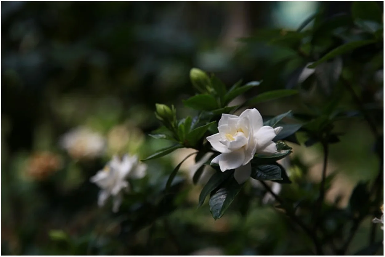 A Gardenia flower