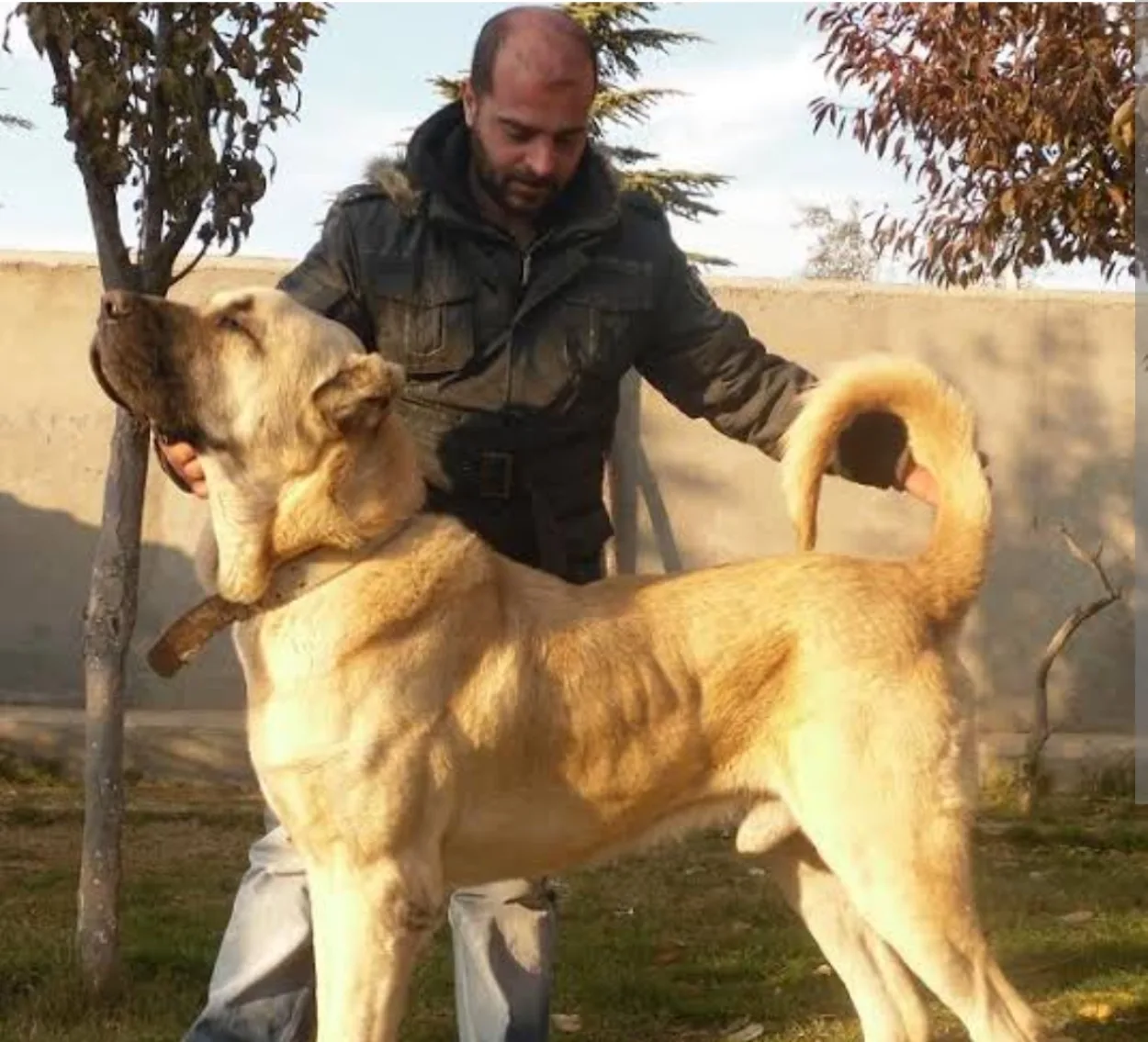 Turkish Boz Shepherd