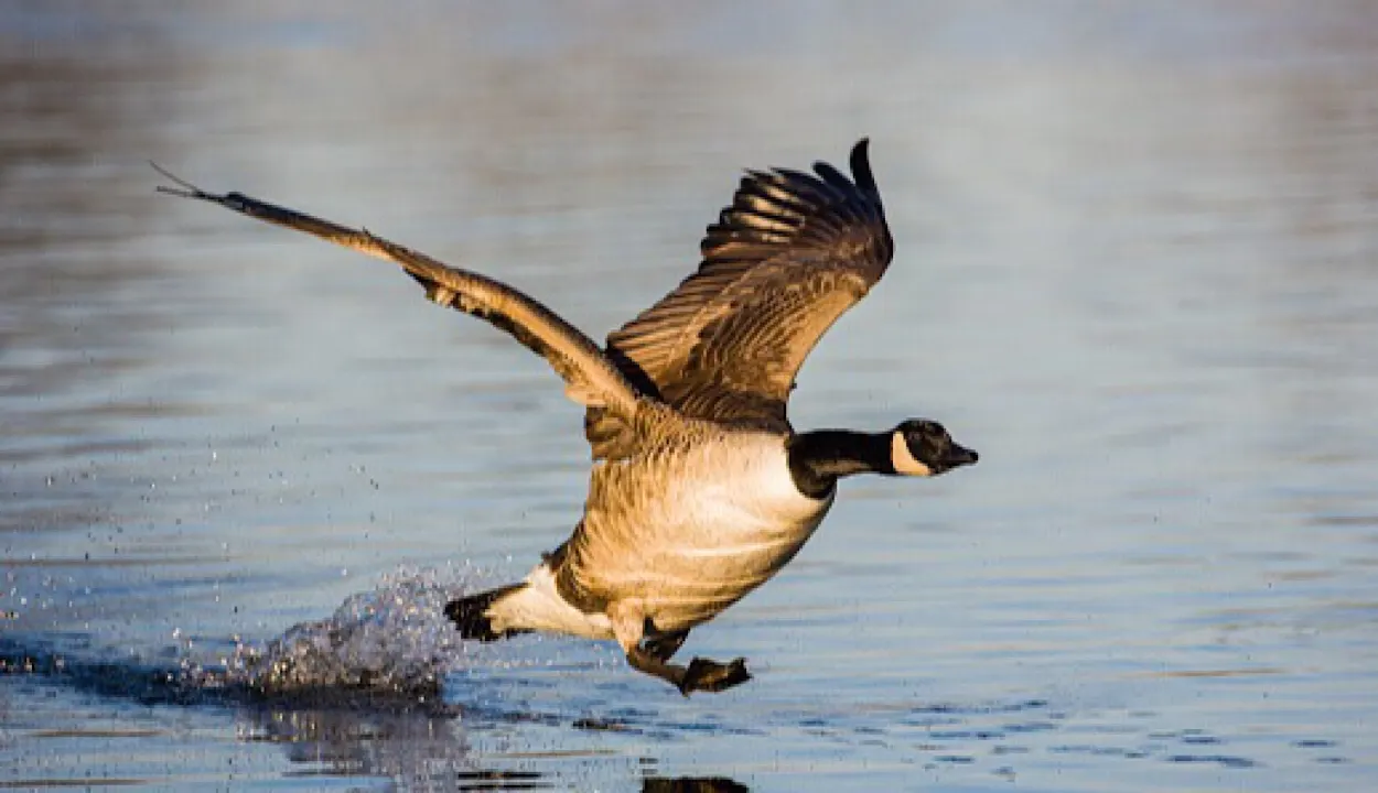 Geese landing in water