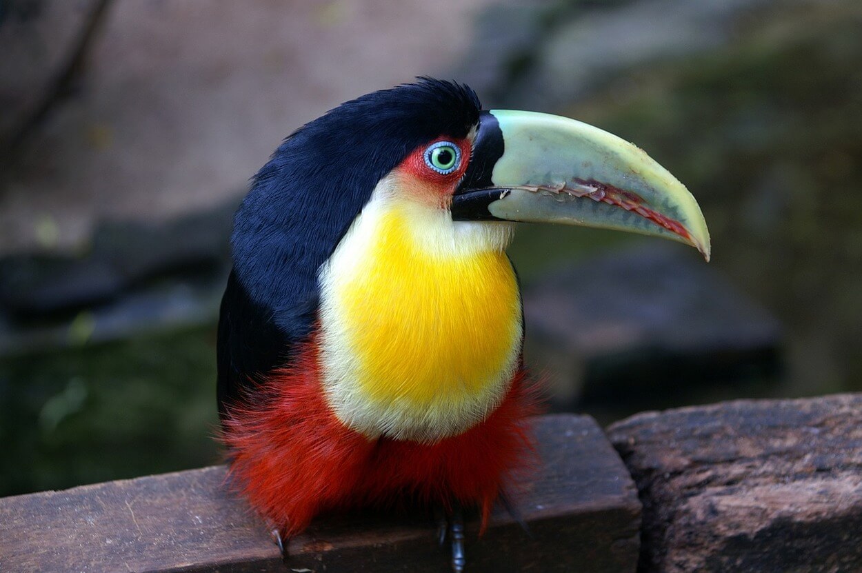 An image of an exotic bird.