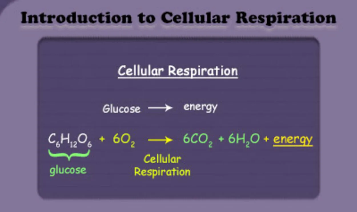 Chemical reaction occuring during cellular respiration.