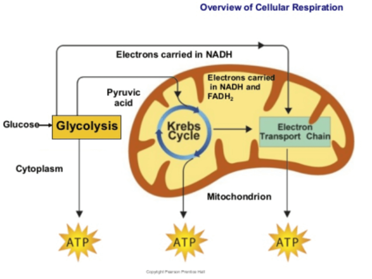 Image of the process of cellular respiration.