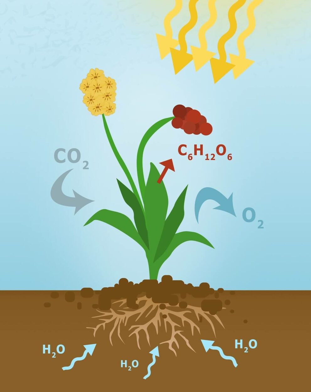 Process of photosynthesis.