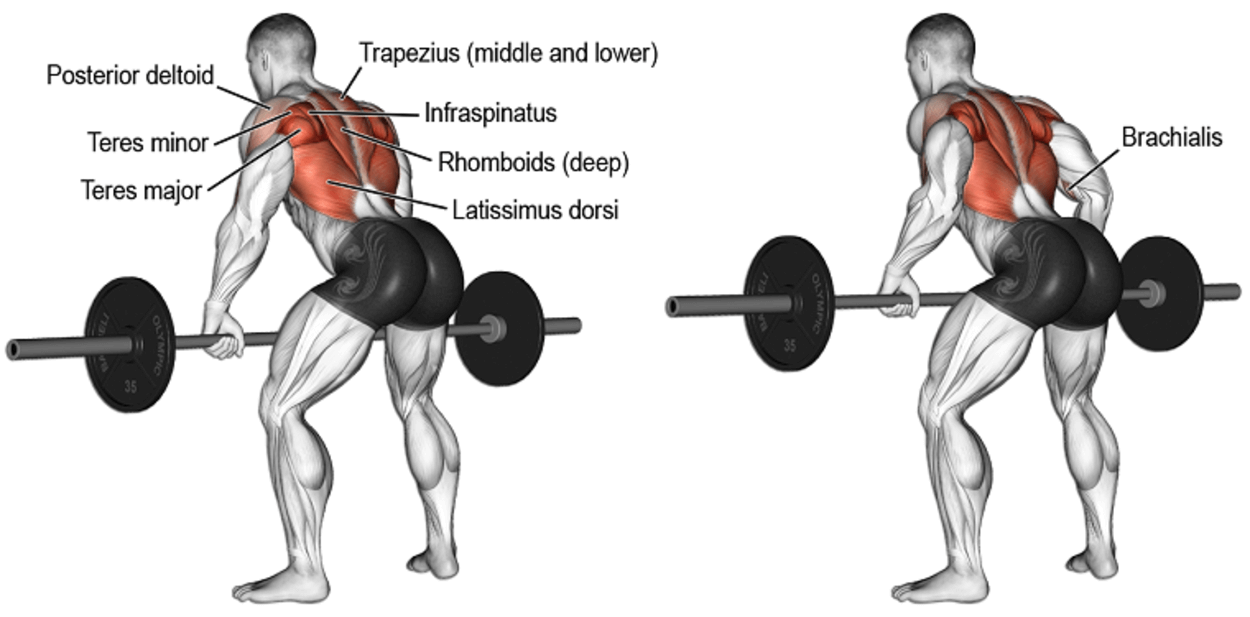 Image explaining the working of muscles during bent-over row exercise.