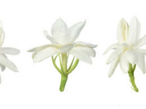 What Is The Difference Between Gardenia And Jasmine Flowers? (Feeling Of Freshness)