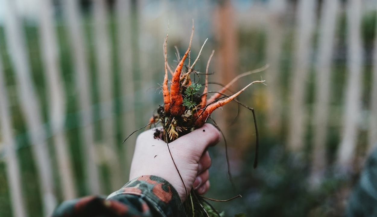 Holding carrots in hand