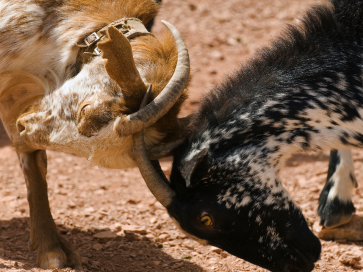 What Makes A Goat Different Than A Ram? (Discover Here!)