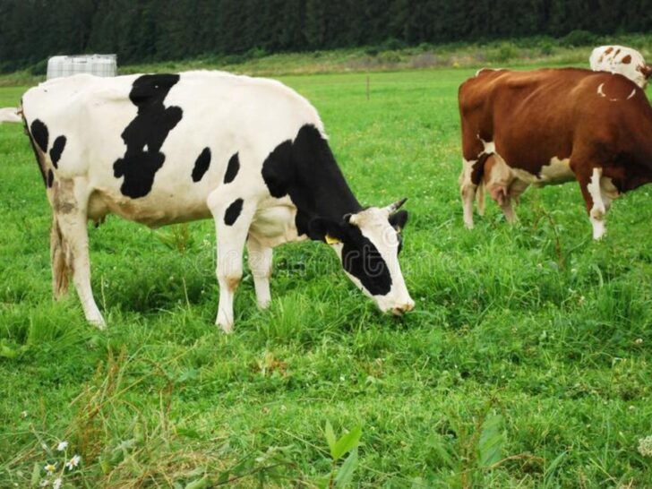 Comparing Brown, Black & White Cows: Key Distinctions Revealed