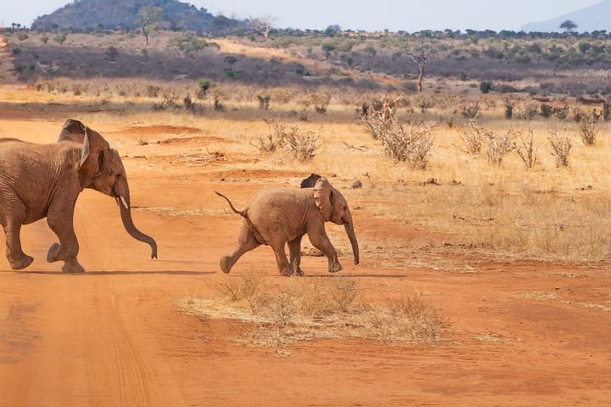 Elephants wandering