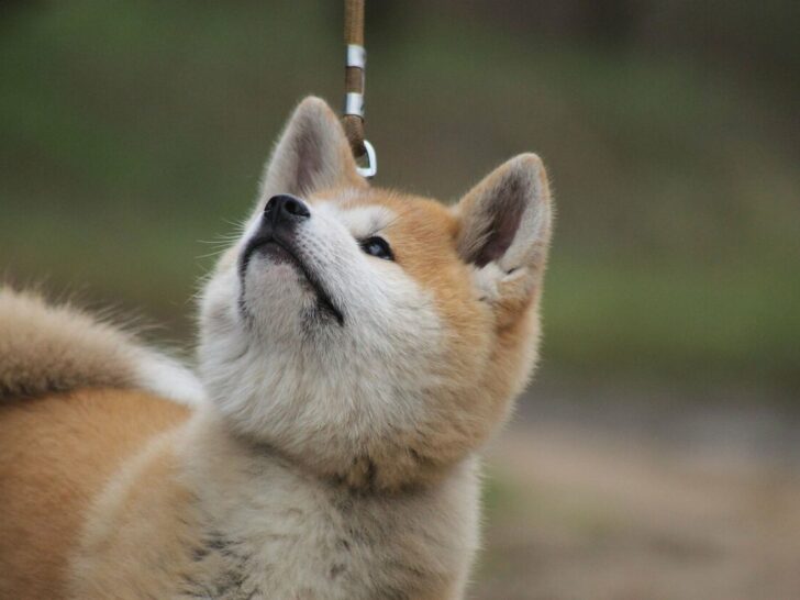 What Are The Differences Between An Akita Inu And A Shiba Inu? (Get To Discover)