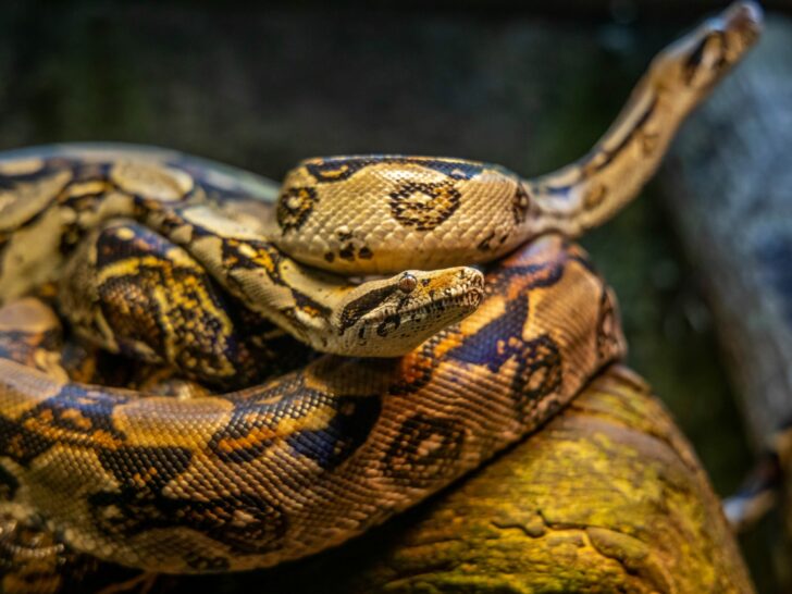 What Are The Differences Between Python And An Anaconda? (Answered)