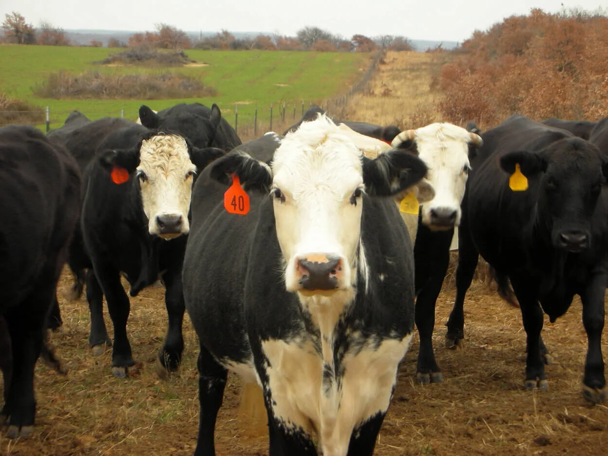 Image of Black Baldy cows.