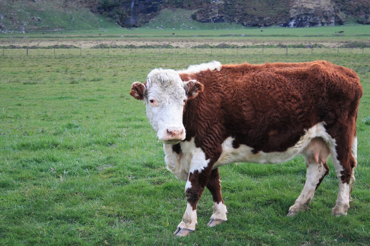 Image of a Hereford cow.