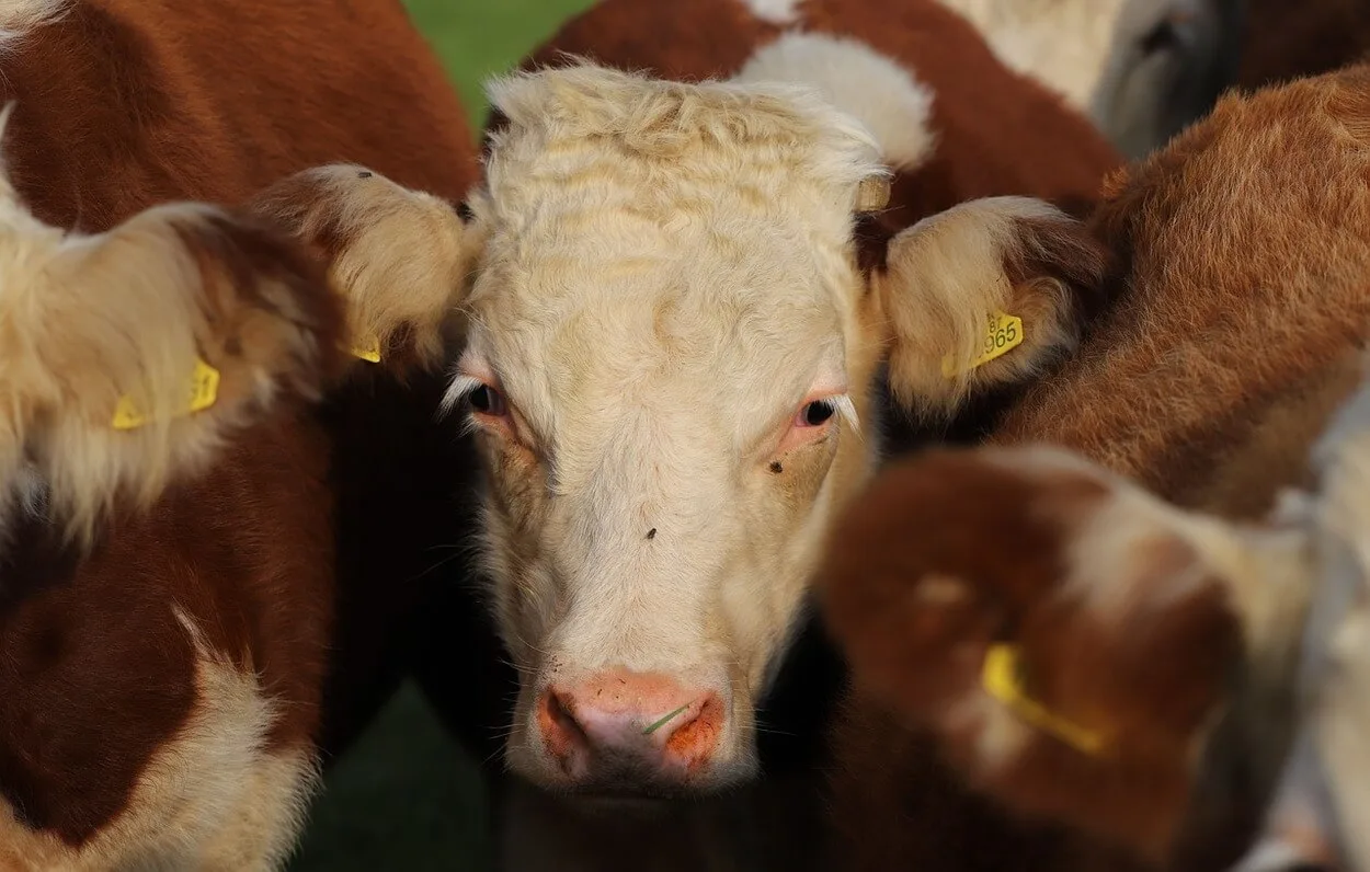 Image of Hereford cattle.